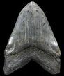 Serrated, Fossil Megalodon Tooth - Gigantic Shark Tooth #56468-2